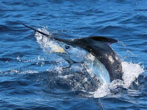 marlin fishing|How to Fish Your Marlin Lures Correctly .
